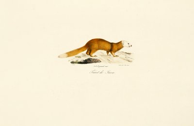  av Jacques Christophe Werner