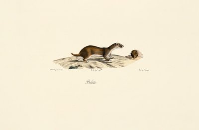  av Jacques Christophe Werner