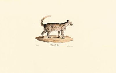 Leopardkatt (Prionailurus bengalensis) av Jacques Christophe Werner