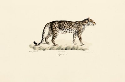 Leopard, hann av Jacques Christophe Werner