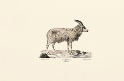 Langhåret geit av Jacques Christophe Werner