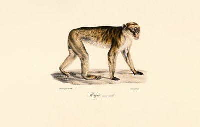 Langhalemakak (hann) av Jacques Christophe Werner
