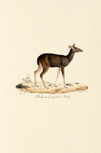 Malayansk hjort av Jacques Christophe Werner