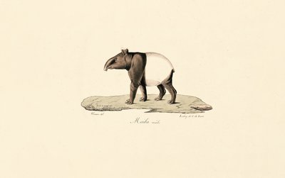 Malaysisk tapir av Jacques Christophe Werner