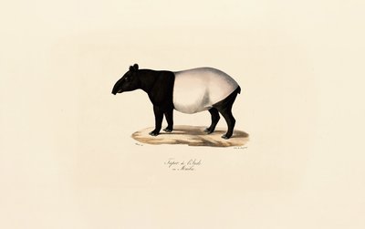 Malaysisk tapir av Jacques Christophe Werner