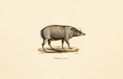 Mannlig Babirusa av Jacques Christophe Werner