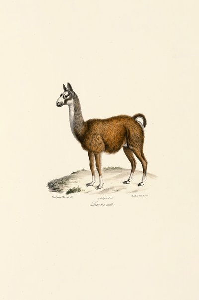Hann-lama av Jacques Christophe Werner