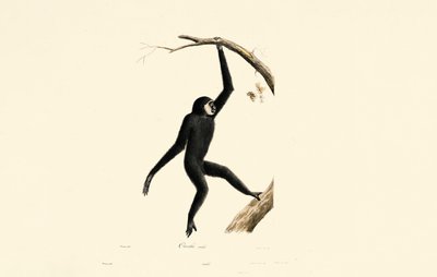 Mannlig Siamang av Jacques Christophe Werner