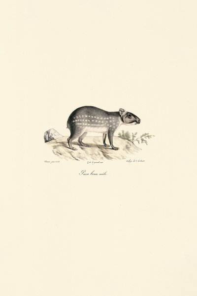 Hannflekket Paca av Jacques Christophe Werner