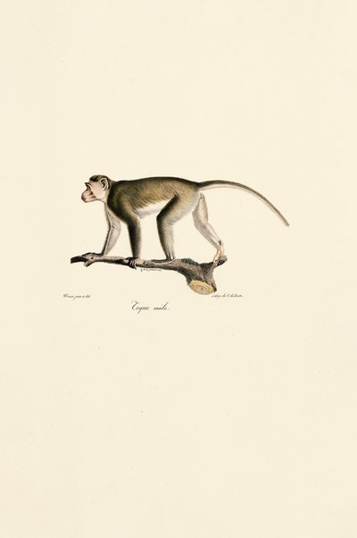 Hann-ekornape av Jacques Christophe Werner