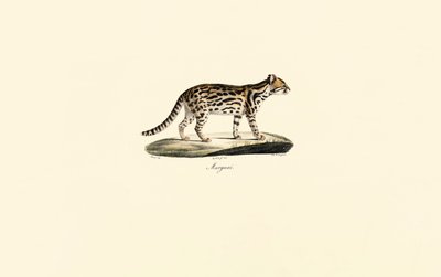Margay av Jacques Christophe Werner