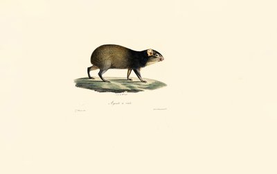 Meksikansk piggsvin av Jacques Christophe Werner