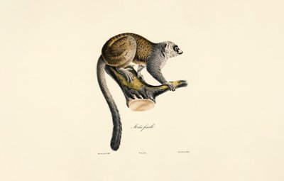  av Jacques Christophe Werner