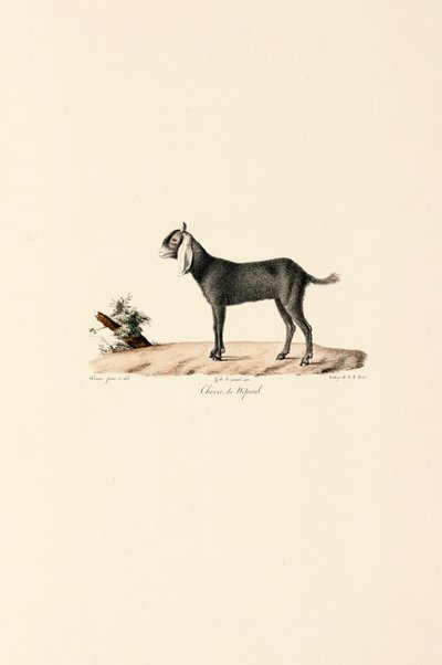  av Jacques Christophe Werner