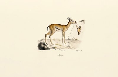  av Jacques Christophe Werner