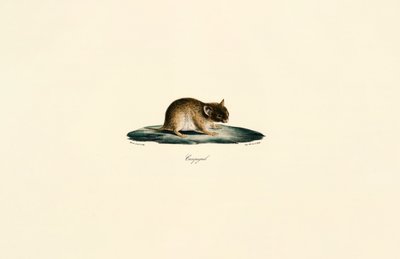  av Jacques Christophe Werner