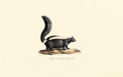 Nordamerikansk skunk av Jacques Christophe Werner