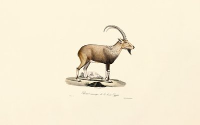  av Jacques Christophe Werner