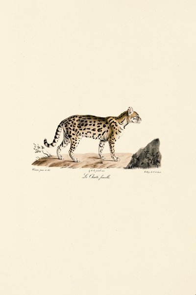 Ocelot, hunn av Jacques Christophe Werner
