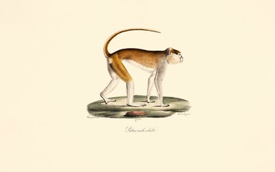  av Jacques Christophe Werner