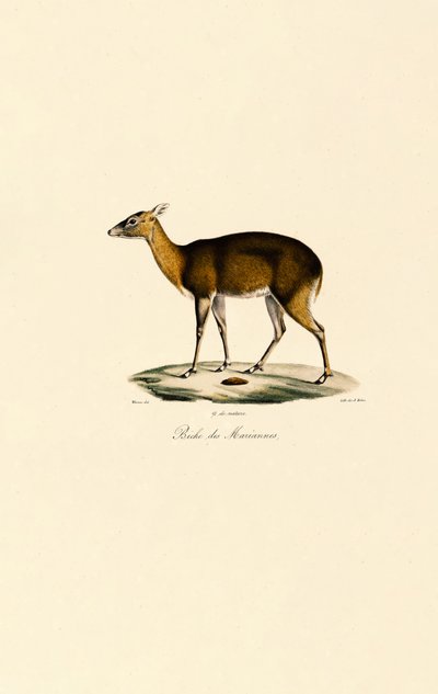 Filippinsk flekkhjort (Visayan flekkhjort) av Jacques Christophe Werner