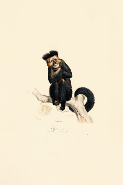  av Jacques Christophe Werner