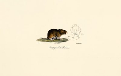 Præriemus (Præriemus) av Jacques Christophe Werner