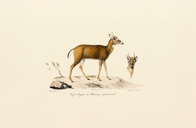 Pronghornantilope av Jacques Christophe Werner