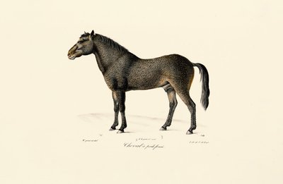 Przewalskis hest av Jacques Christophe Werner
