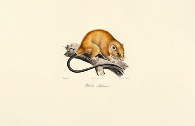 Rødbukekorn (Pithécidie Mélanure) av Jacques Christophe Werner
