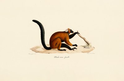 Rødpannet lemur av Jacques Christophe Werner