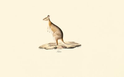 Rødhalset Pademelon av Jacques Christophe Werner