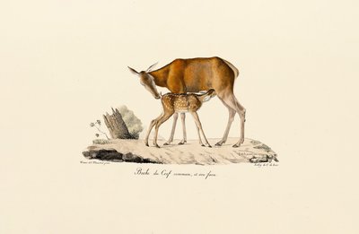  av Jacques Christophe Werner
