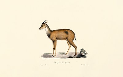 av Jacques Christophe Werner