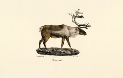 Reinsdyr (hann) av Jacques Christophe Werner