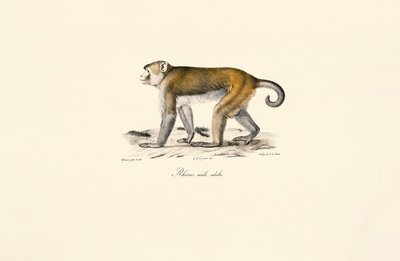 Rhesusmakak (Macaca mulatta) av Jacques Christophe Werner