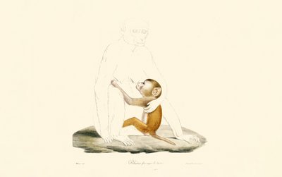 Rhesusmakak-unge av Jacques Christophe Werner