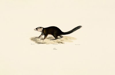 Ringhale-Vontsira av Jacques Christophe Werner