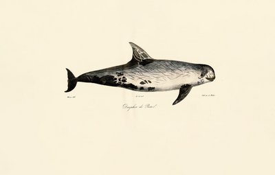 Rissos delfin av Jacques Christophe Werner