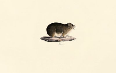 Steinhyrax av Jacques Christophe Werner
