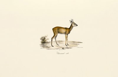  av Jacques Christophe Werner