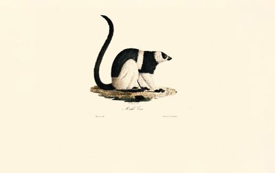Ruffed lemur av Jacques Christophe Werner