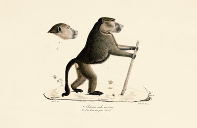  av Jacques Christophe Werner