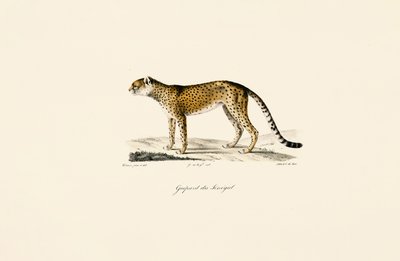 Senegal-gepard av Jacques Christophe Werner