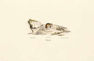  av Jacques Christophe Werner