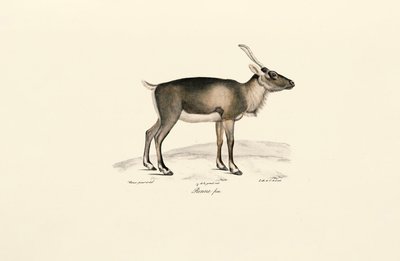 Sibirsk moskushjort (Moschus moschiferus) av Jacques Christophe Werner