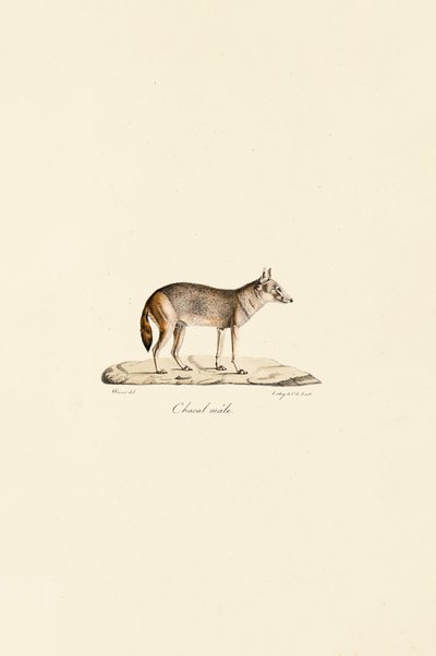  av Jacques Christophe Werner