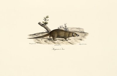 Liten asiatisk mongoste av Jacques Christophe Werner