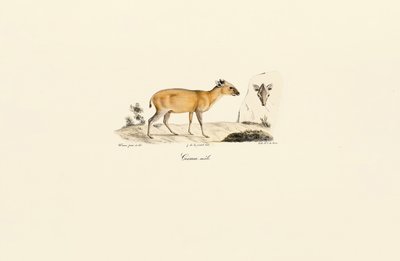  av Jacques Christophe Werner