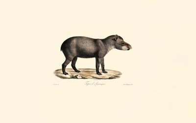 Søramerikansk tapir av Jacques Christophe Werner